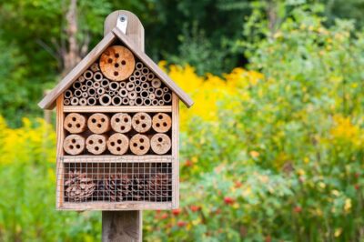Optimal Bee House Placement: Best Location & Positioning Tips