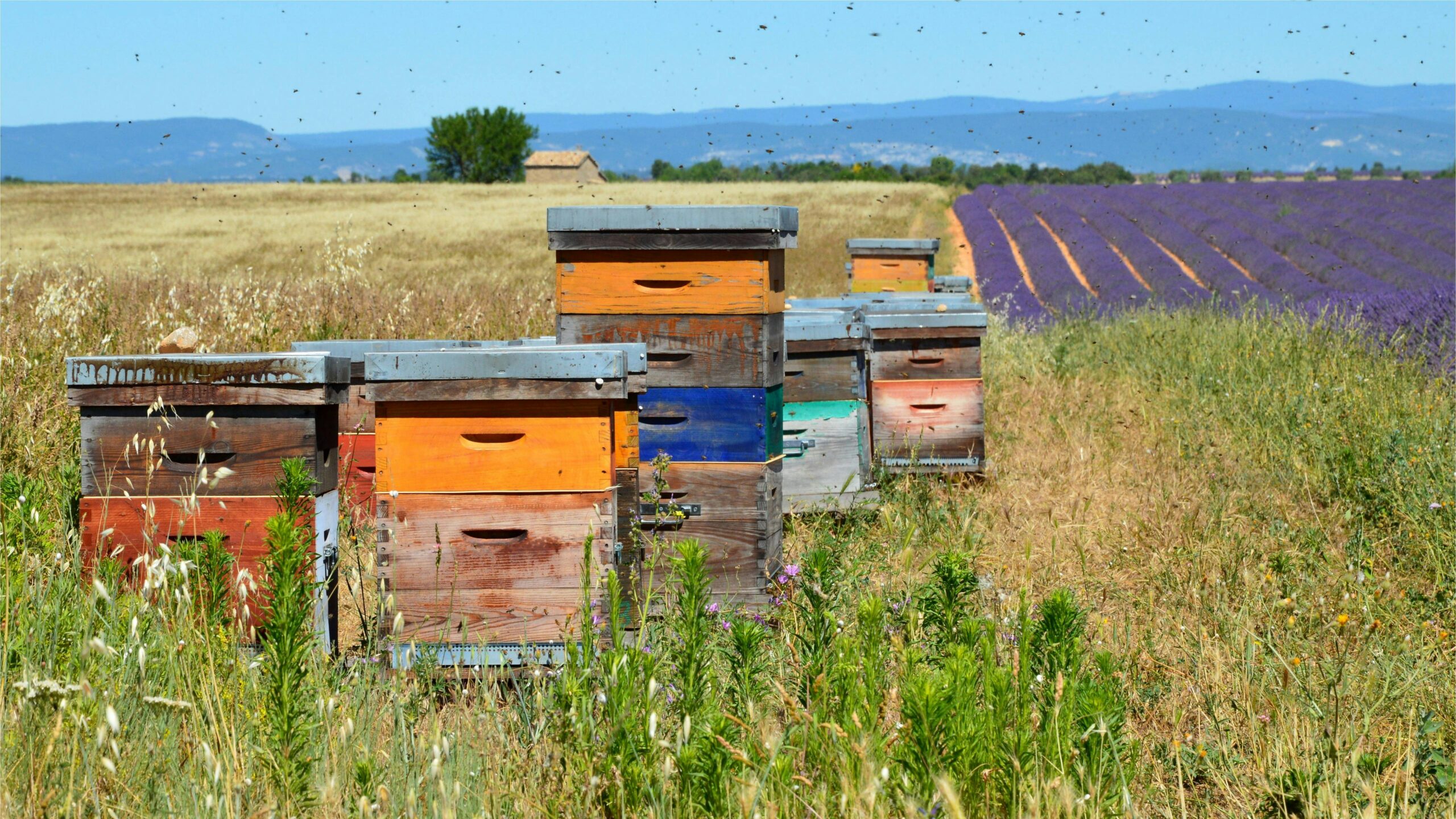 Attract Pollinators: Best Insect & Bee House Designs for Garden ...