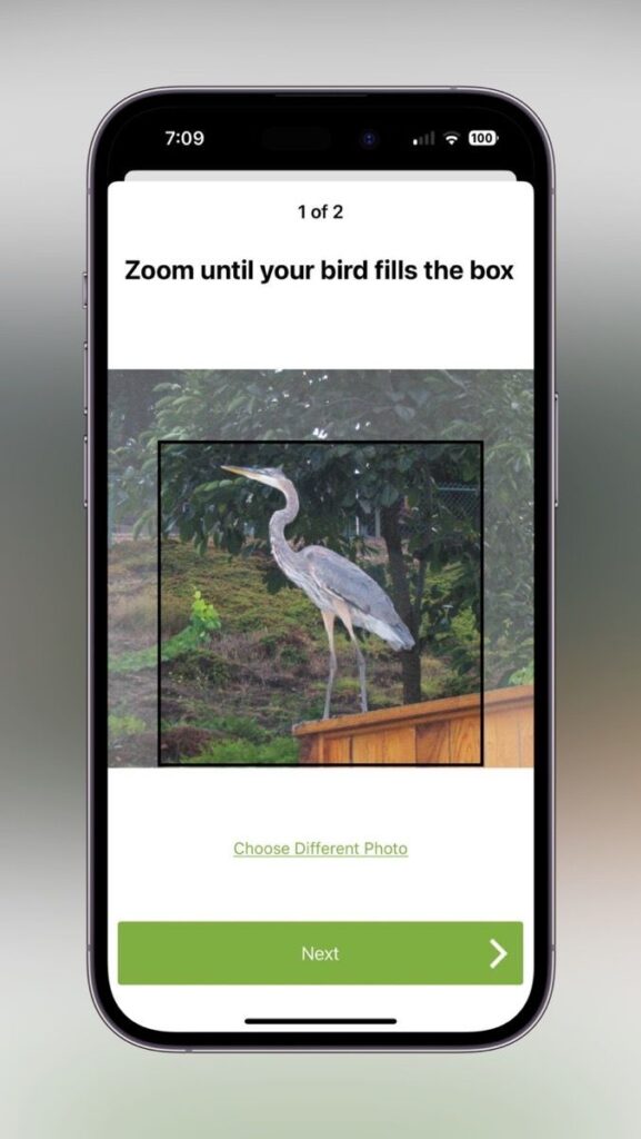 Merlin Bird ID