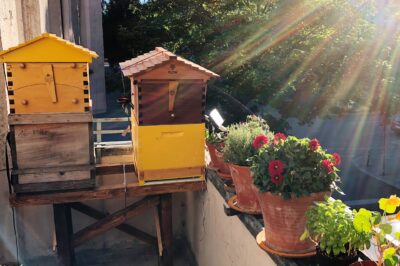 Space-Saving Solutions: The Flow Hive’s Role in Urban Beekeeping