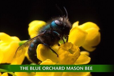 Organic Mason Bee Pest Control: Thrive with Eco-Friendly Solutions & Tips