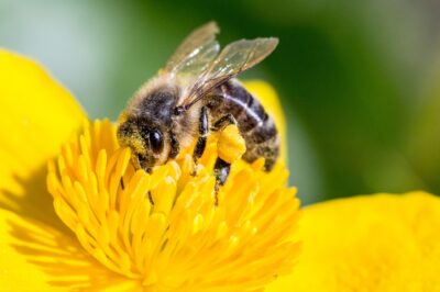 Mason Bee Conservation: An Expert’s Insight on Bee Conservation