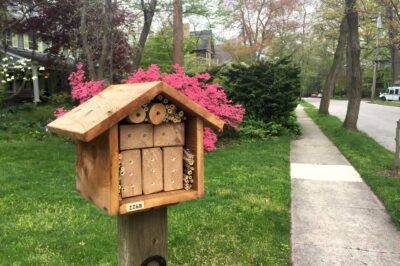 Dive into Urban Beekeeping: A Beginner’s Journey