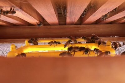 Bee Gym for Urban Pests: Keep Bees Healthy & Protected
