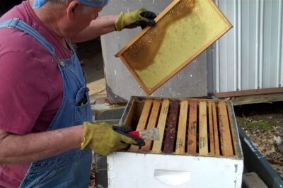 Best Tips to Clean & Maintain Cedar Bee House