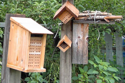 Mason Bee House: Understanding Bee Behavior, Guide & Tips