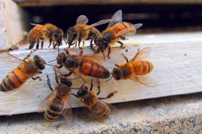 Cedar Bee House: Insights & Observing Bee Behavior