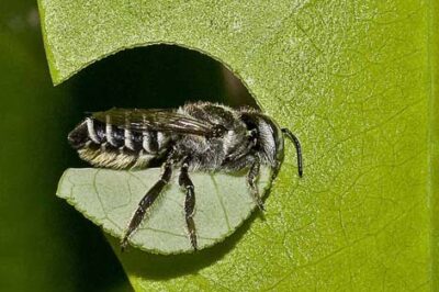 Leafcutter Bee House for Garden Protection & Care