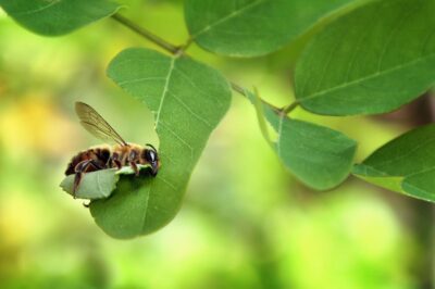 Leafcutter Bee Lifecycle: Bee House Habitat, Stages & Expectations