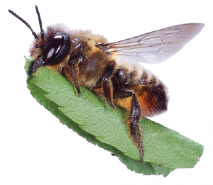 Best Seasonal Maintenance Tips for Leafcutter Bee House