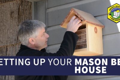 Setting Up Your First Mason Bee House | Best Success Stories & Tips