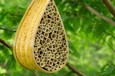 Best Bamboo Bee Houses, Urban Bee House Examples & Reviews