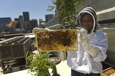 Urban Beekeeping Tips: How to Utilize a Nucleus Colony (Nuc) in Smaller Spaces