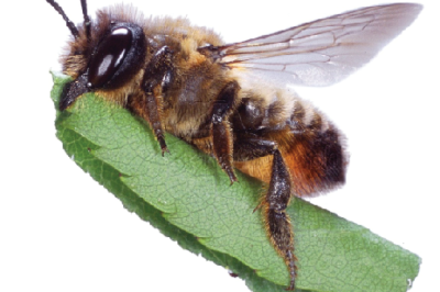 Best Leafcutter Bee House Guide: Select the Ideal Garden Bee House & Tips