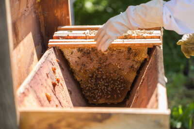 Maximizing Honey Production in Top-Bar Hives: Tips and Tricks