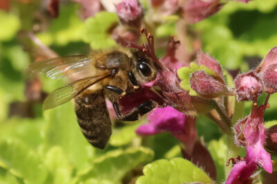 Best Forage Plants for Urban Hive Health Boost