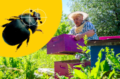 Small Hive Beetle Control: Entrance Traps Guide & Tips