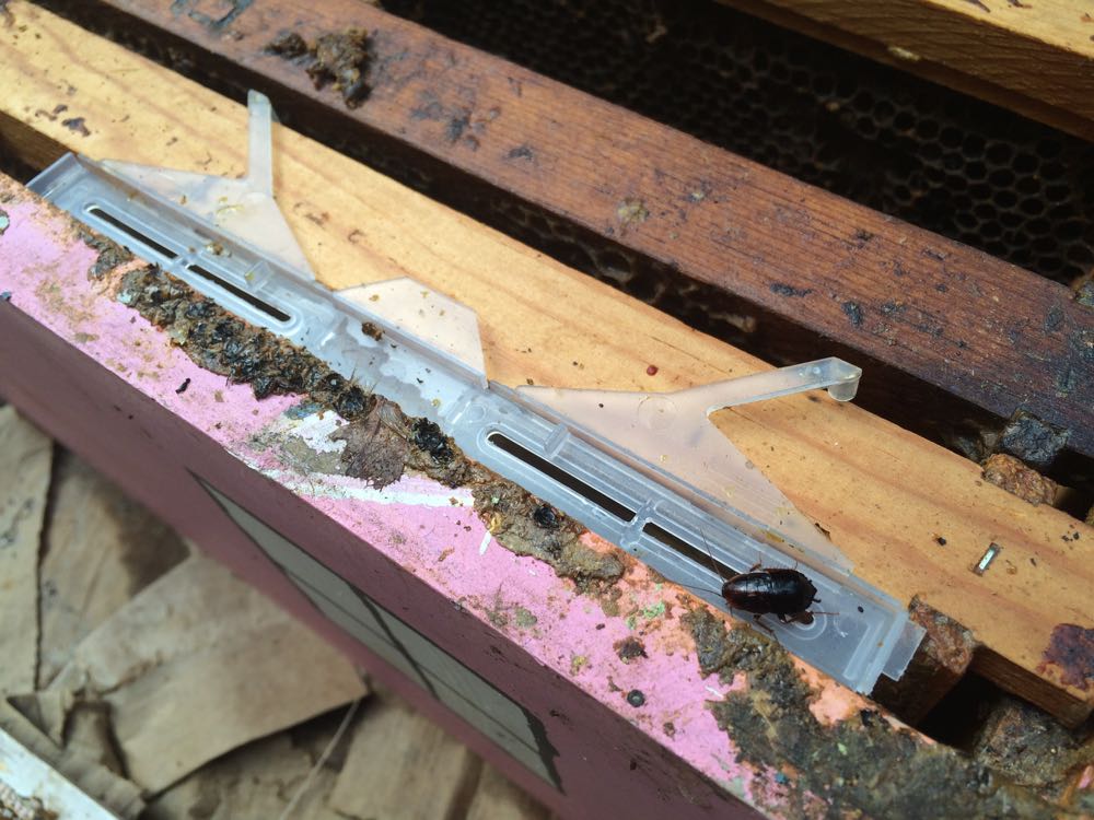 Small Hive Beetle Trap