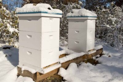 Bee Smart Full Body Suit Weather Tips & Usage Guide
