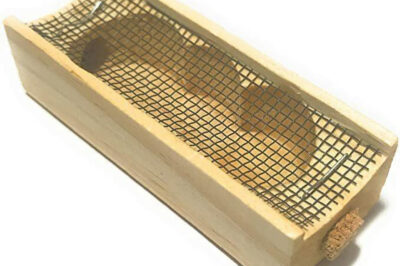 Queen Rearing Tips & Techniques: Effective Queen Cages Guide
