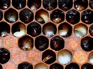 American Foulbrood Antibiotic Treatment & Identification Guide