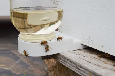 Boardman Entrance Feeders for Bee Health & Safety