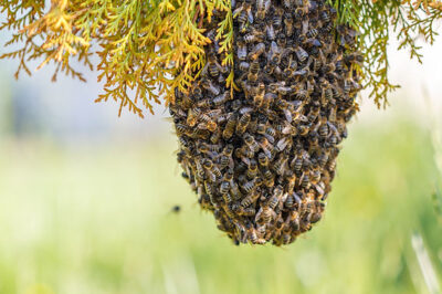 Hive Tools Solutions: Overcoming Swarming Step-by-Step Guide