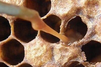 American Foulbrood Identification Treatment: Antibiotics Guide & Solutions