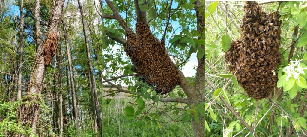 a Bee Swarm