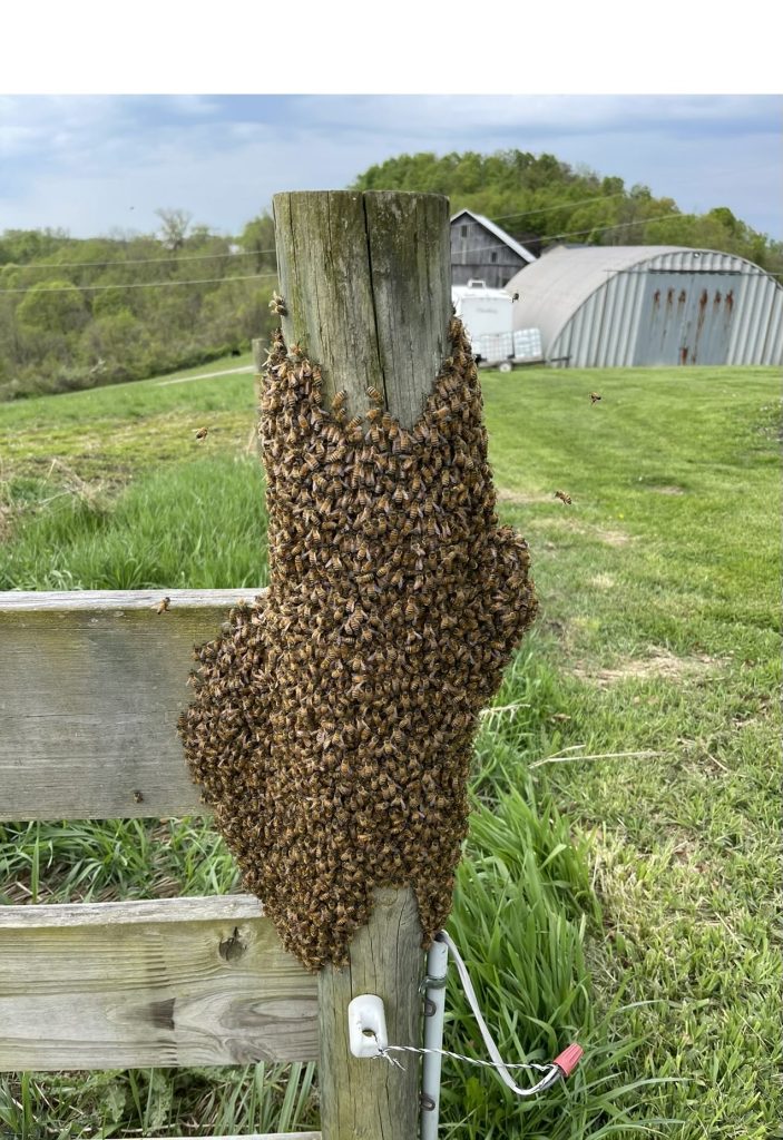 a Bee Swarm