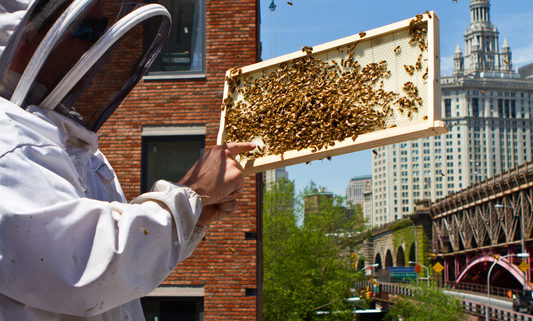 Urban Beekeeper