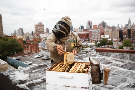 New York Beekeeper