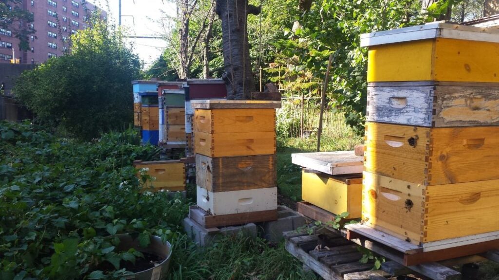City Bee