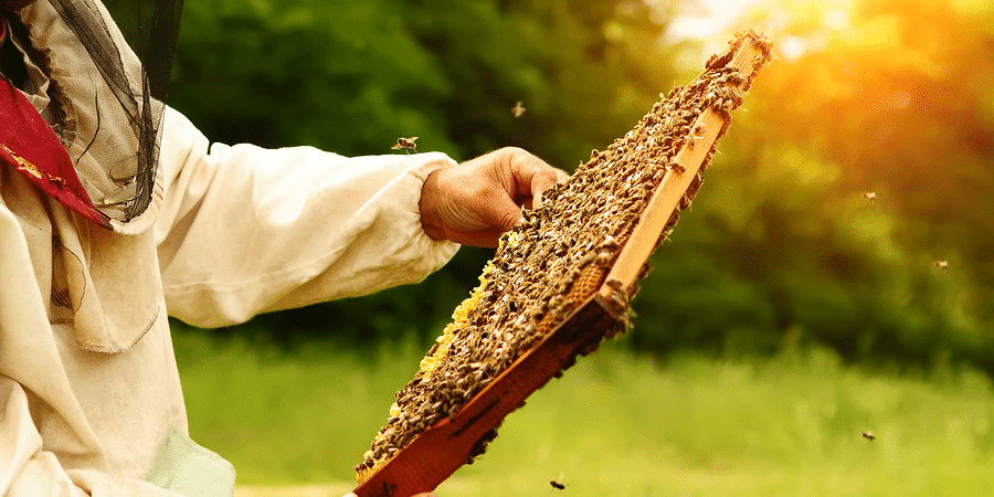 beekeeper holding a frame of bees