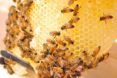 Beekeeping Introduction Guide: Engage Your Neighborhood