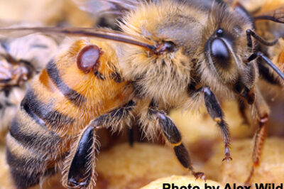 Varroa Mites Solutions & Treatments for Hive Kits