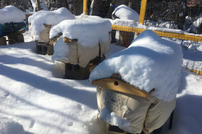 Winterizing Rooftop Beehives NYC Cold Winters Tips & Guide