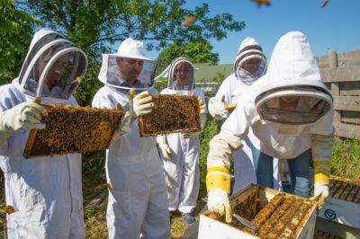 Urban Beekeeping Association Benefits & Joining Importance