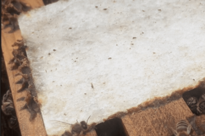 Urban Beekeeping Pest Control Pads & Strategies