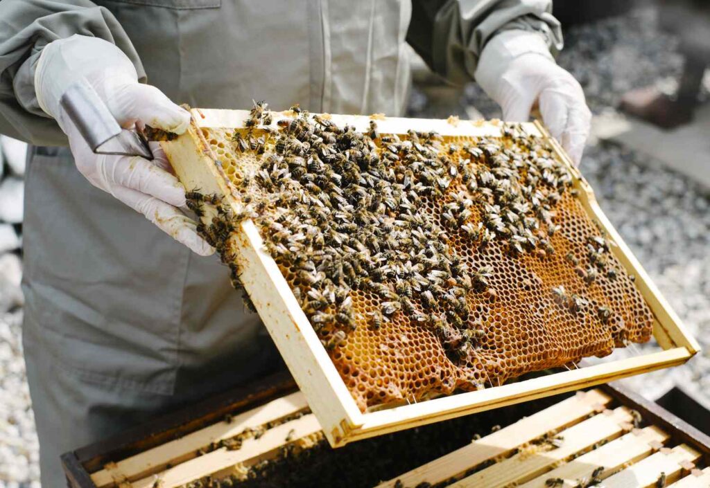 Bees  