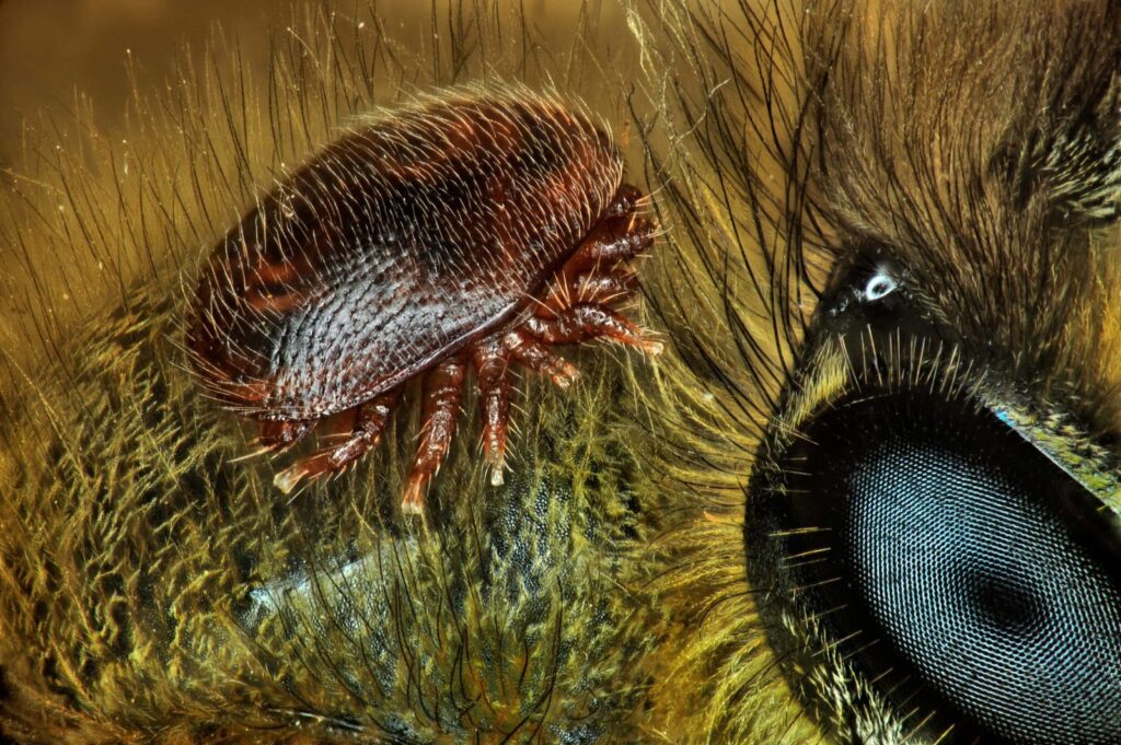 Varroa destructor