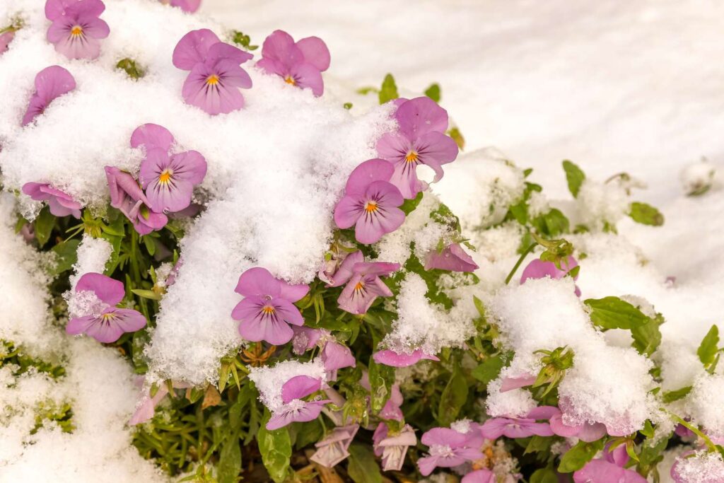 Winter Flowering Plants