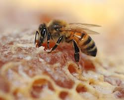 bee on a honey comb