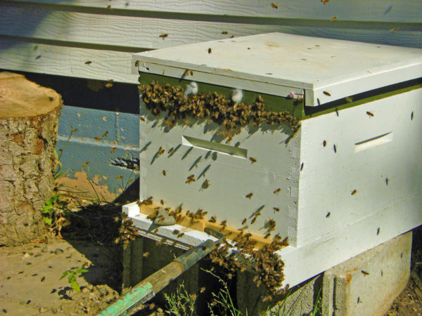 bees at a bee house