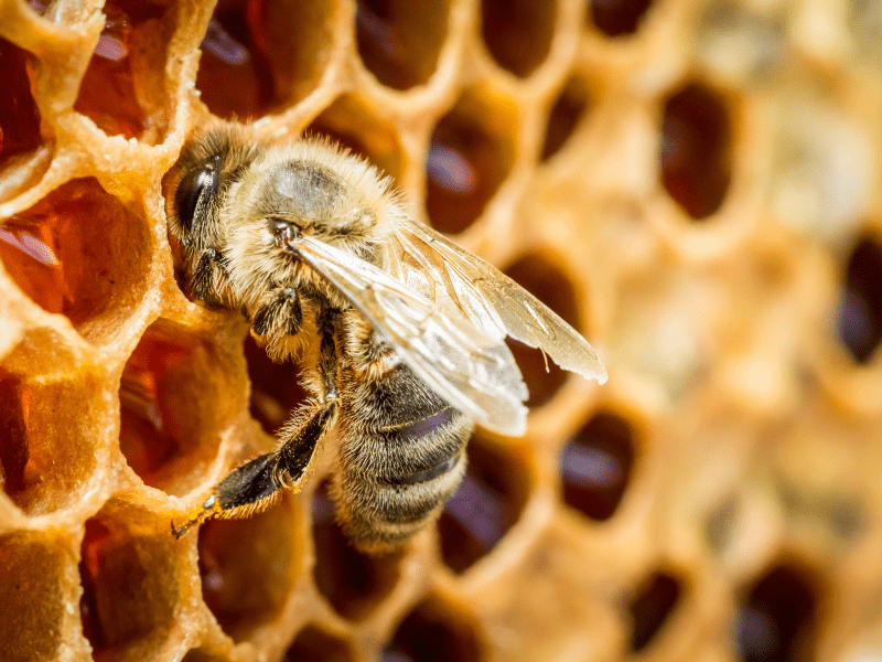 bee on a honey comb