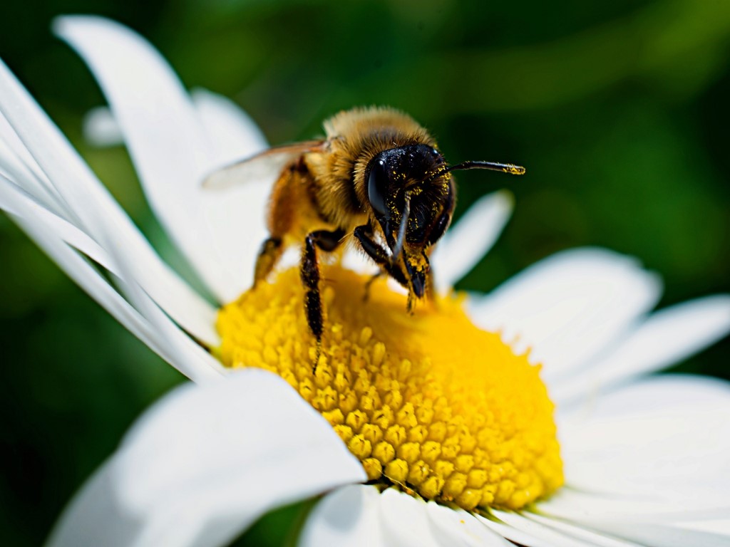 a bee pollinating