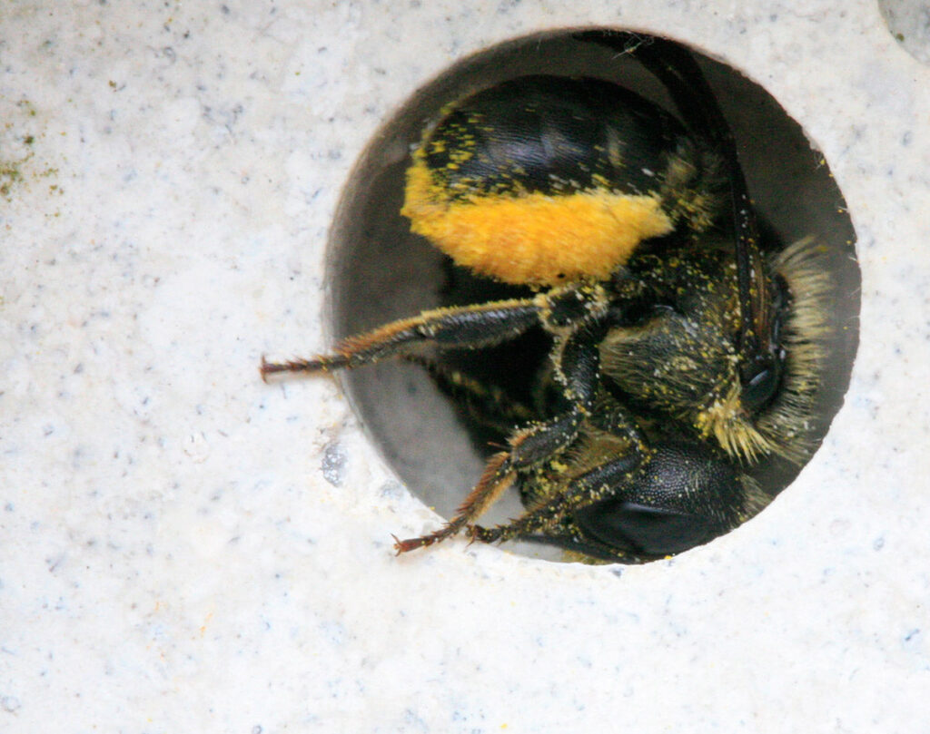 solitary bee