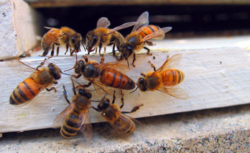 bees