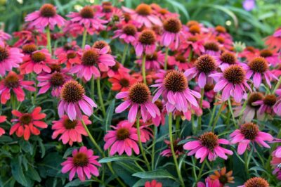 Echinacea Benefits for Local Pollinators, Impact & Uses