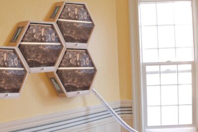 Innovative Portable Glass Observation Hives Virtual Tour